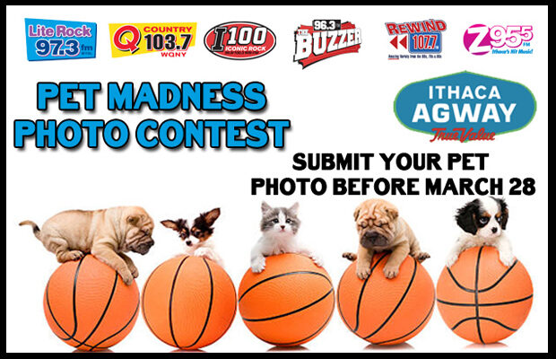 Pet Madness Photo Contest